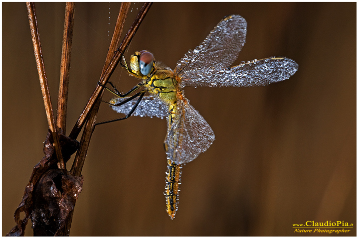 sympetrum fonscolombii, libellula, dragonfly, foto