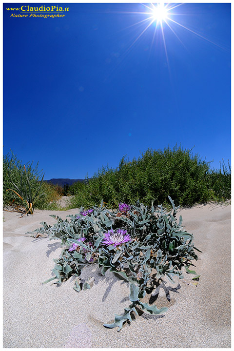 centaurea pumilio, greece, elafonissi, fiore, beach, fioritura, flower, foto, fotografia