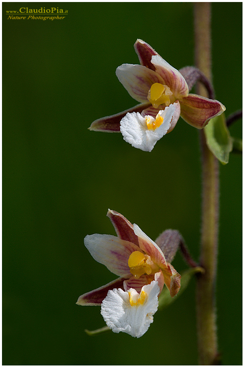 epipactis palustris, fiore, fioritura, flower, foto, fotografia