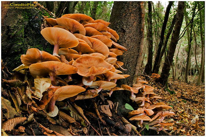 Funghi, mushroom, fungi, fungus, val d'Aveto, Nature photography, macrofotografia, fotografia naturalistica, close-up, mushrooms Armillaria, portofino
