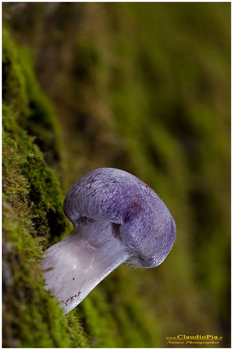 Funghi, mushroom, fungi, fungus, val d'Aveto, Nature photography, macrofotografia, fotografia naturalistica, close-up, mushrooms, cortinarius portofino