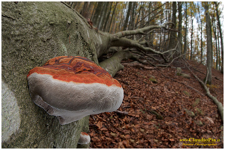 Funghi, mushroom, fungi, fungus, val d'Aveto, Nature photography, macrofotografia, fotografia naturalistica, close-up, mushroomsGanoderma australe