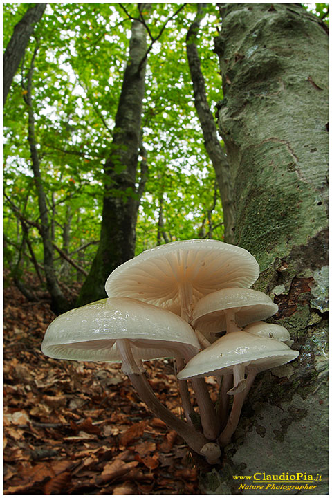 Funghi, mushroom, fungi, fungus, val d'Aveto, Nature photography, macrofotografia, fotografia naturalistica, close-up, mushrooms, Oudemansiella mucida