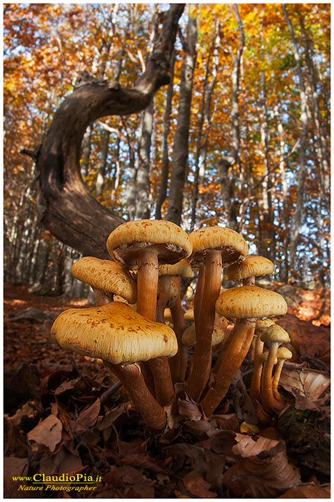 Funghi, mushroom, fungi, fungus, val d'Aveto, Nature photography, macrofotografia, fotografia naturalistica, close-up, mushrooms Pholiota