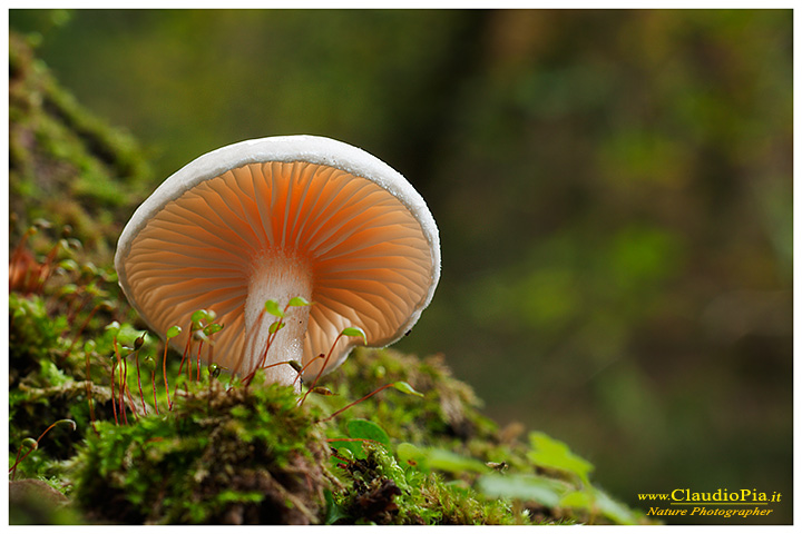 Funghi, mushroom, fungi, fungus, val d'Aveto, Nature photography, macrofotografia, fotografia naturalistica, close-up, mushrooms, portofino