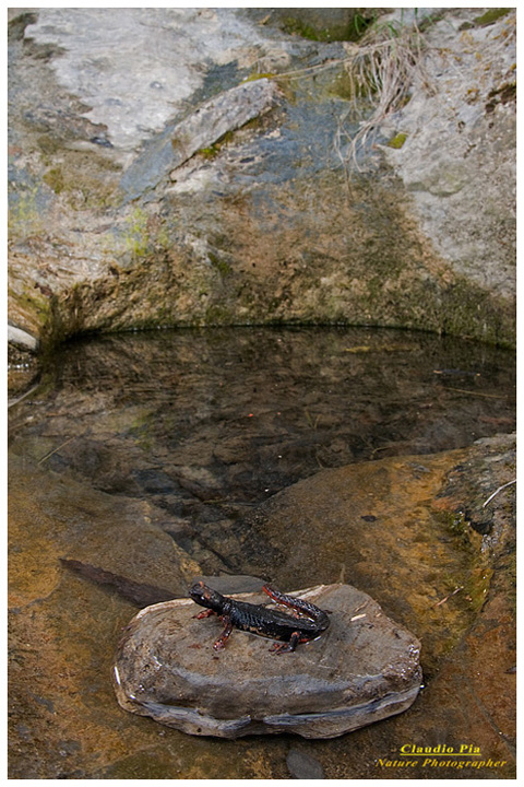 foto salamandra, foto anfibi, fotografia, salamandrina perspicillata