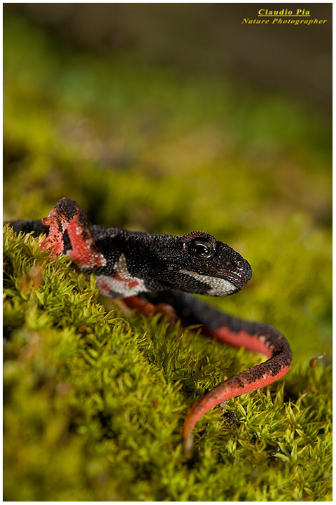 foto salamandra, foto anfibi, fotografia, salamandrina perspicillata