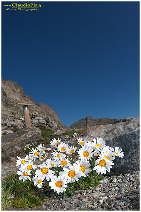 Leucantemopsis alpina, fiori di montagna, alpini, fotografia, foto, alpine flowers