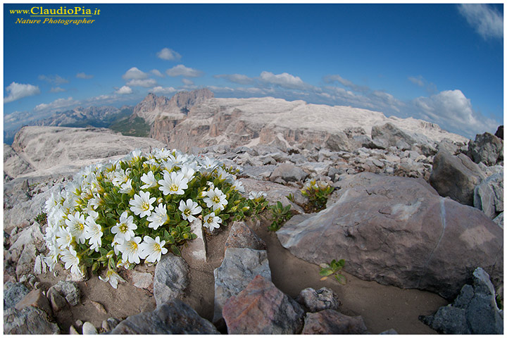 cerastium latifolium, fiori di montagna, alpini, fotografia, foto, alpine flowers, dolomiti