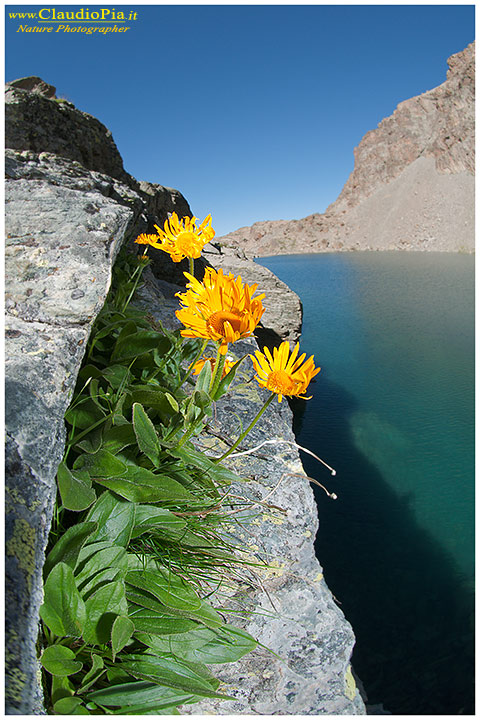 doronicum grandiflorum, fiori di montagna, alpini, fotografia, foto, alpine flowers, monviso
