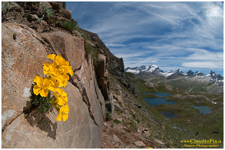erisimum rhaeticum, fiori di montagna, alpini, fotografia, foto, alpine flowers, Gran paradiso