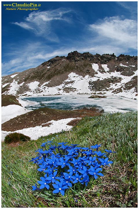 gentiana verna, fiori di montagna, alpini, fotografia, foto, alpine flowers, Gran paradiso