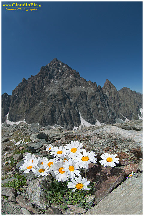 leucanthemopsis alpina, fiori di montagna, alpini, fotografia, foto, alpine flowers, Monviso