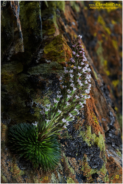 saxifraga florulenta, fiori di montagna, alpini, fotografia, foto, alpine flowers