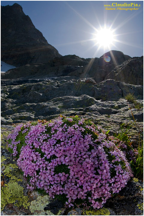 silene acaulis, fiori di montagna, alpini, fotografia, foto, alpine flowers