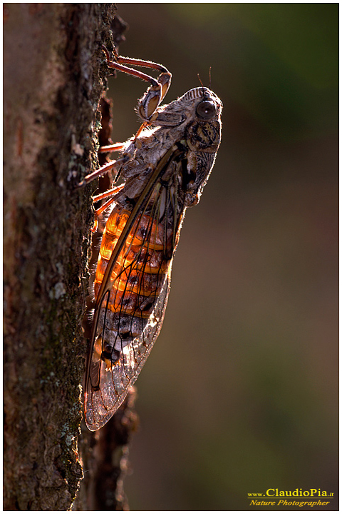 cicada, cicala, insetto, macrofotografia, foto, macro