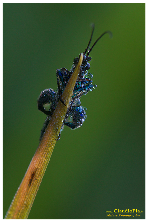oedemera nobilis, insetto, macrofotografia, foto, macro