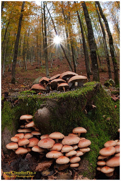 fungo, mushroom, autunm, Hypholoma sublateritium, fungi, fungus, mushrooms, val d'aveto