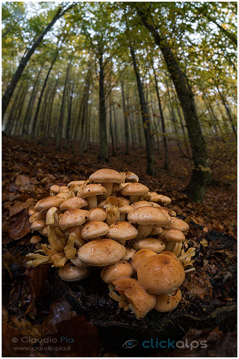 fungo, mushroom, autunm, fungi, fungus, mushrooms, Hypholoma sublateritium, val d'aveto