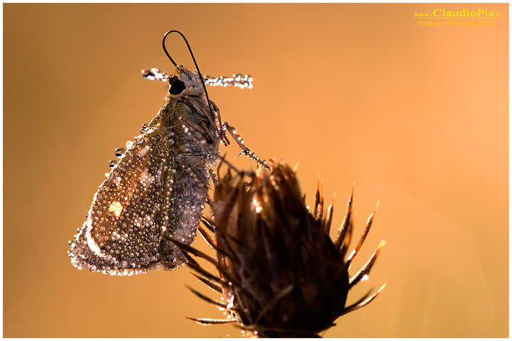 esperia pyrgus, farfalla, lepidotteri, foto, fotografia, Butterfly