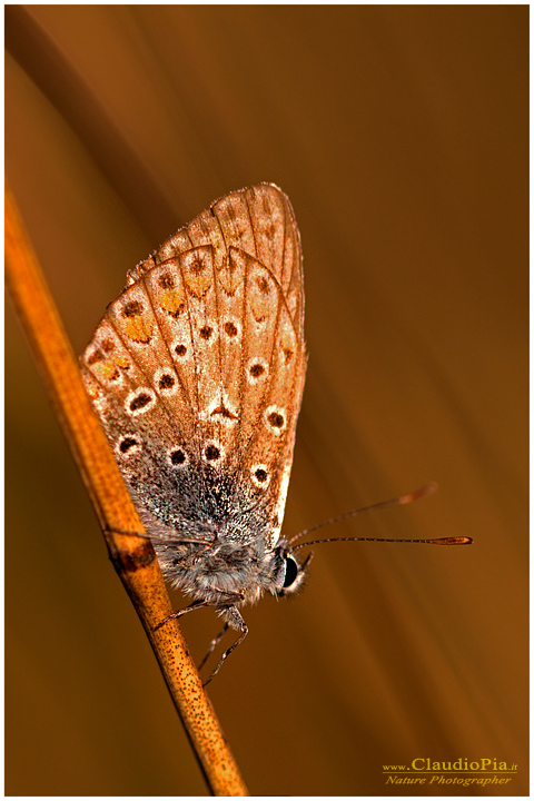 lycaenidae licenidos, farfalla, lepidotteri, foto, fotografia, Butterfly