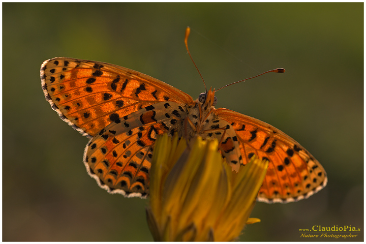 melitaea didyma, farfalla, lepidotteri, foto, fotografia, Butterfly