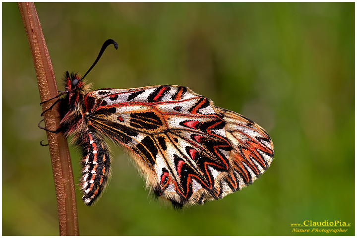 zerinthia polyxena, farfalla, lepidotteri, foto, fotografia, Butterfly 