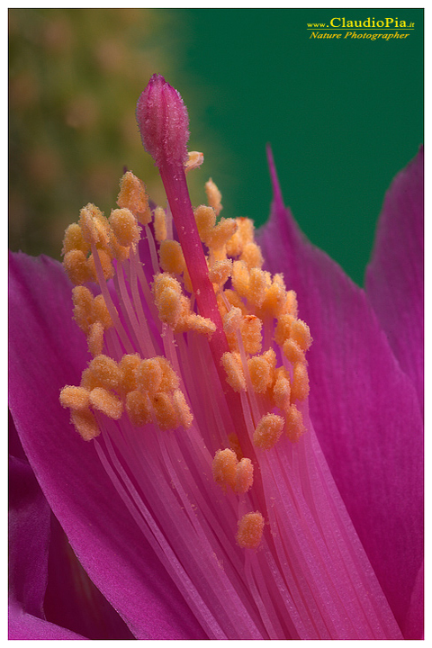 aporocactus, fiore, fioritura, flower, foto, fotografia