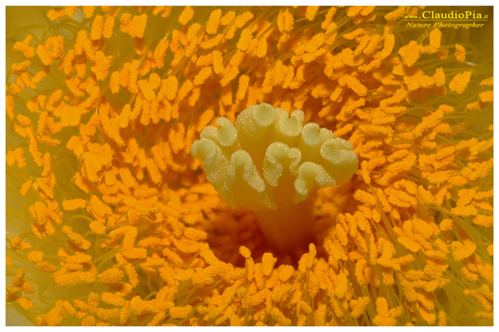 astrophitum, fiore, fioritura, flower, foto, fotografia