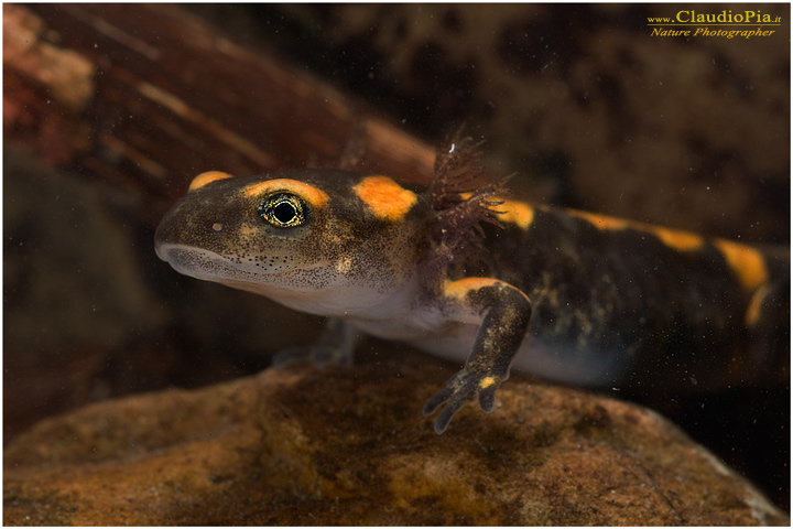 salamandra salamandra, tadpole, larva, girino, foto, fotografia