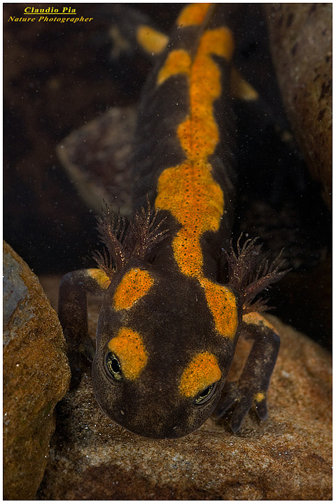 salamandra salamandra, tadpole, larva, girino, foto, fotografia