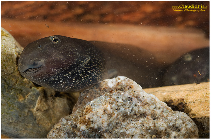 girino tadpole renacuajo, fotografia, foto