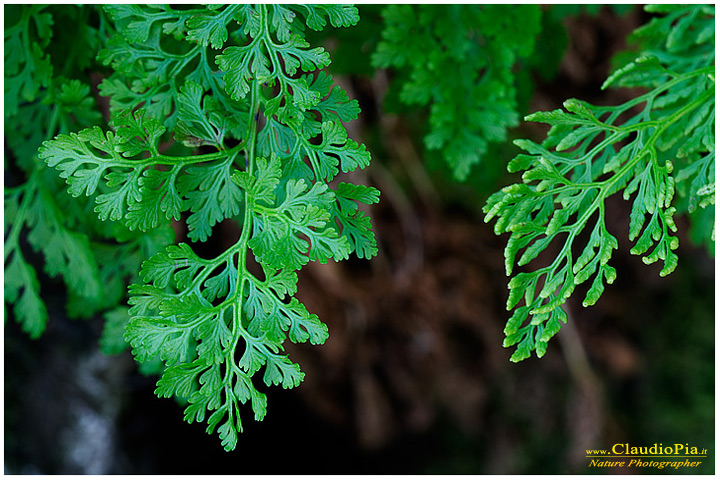 huperzia selago lycopodiaceae, felce, pteridotita, fotografia, foto