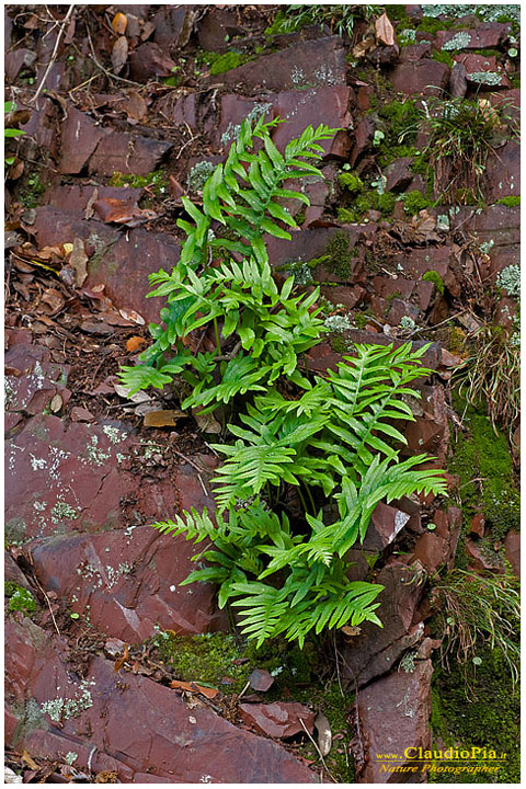 polypodium cambricum, felce, pteridotita, fotografia, foto