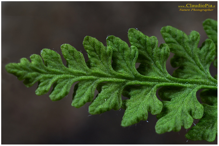woodsia  alpina, felce, pteridotita, fotografia, foto