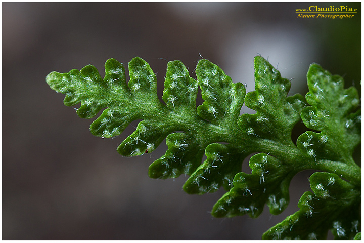 woodsia alpina, felce, pteridotita, fotografia, foto