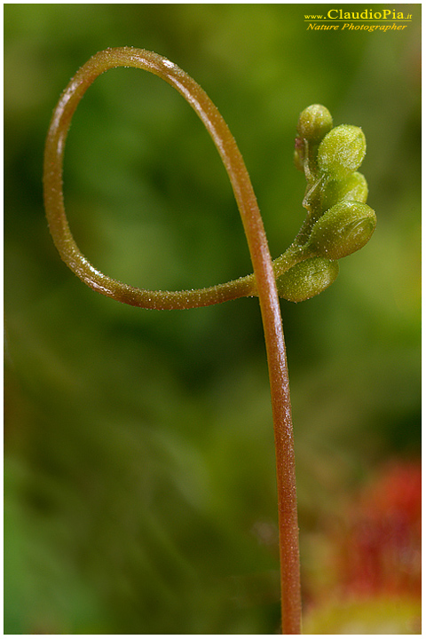 drosera rotundifolia, piante insettivore, carnivore, fotografia, val d'aveto