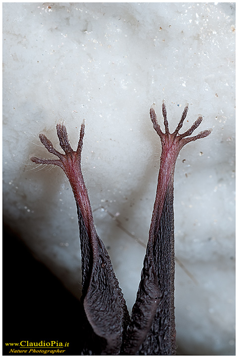fotografia chirottero rhinolophus ferrumequinum pipistrello, val graveglia