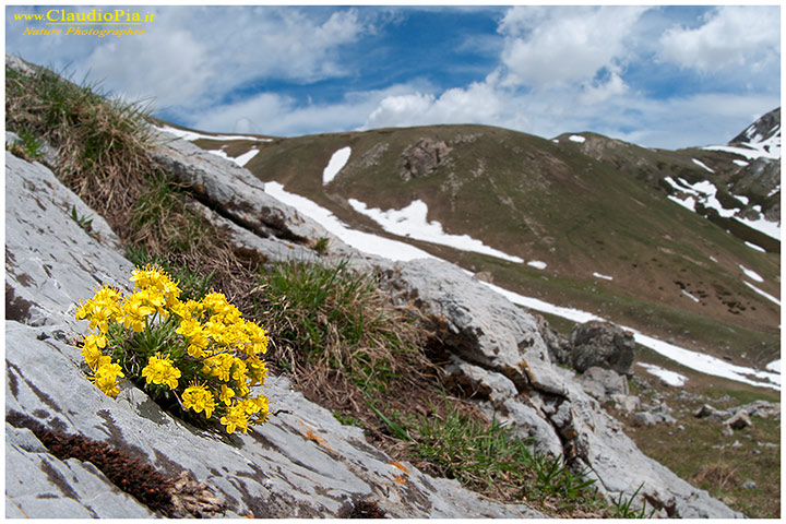 Draba aizoides, fiori alpini, fiori di montagna, alpine flowers, alpi liguri