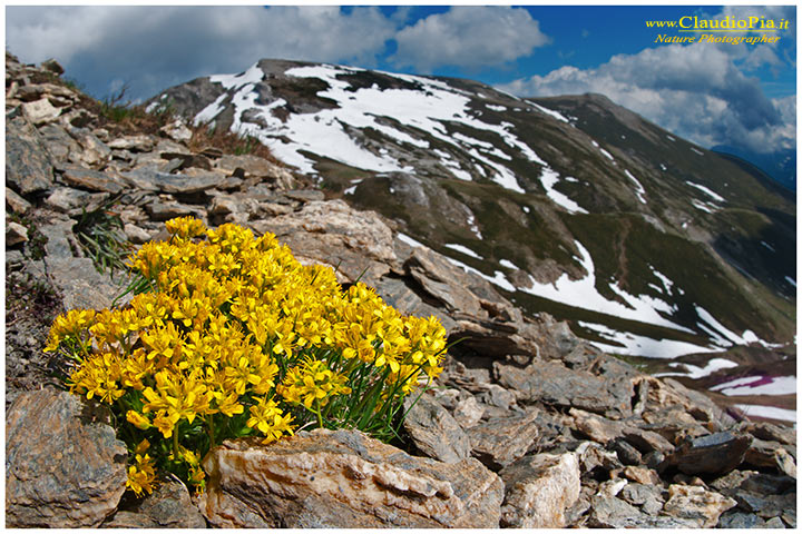 Draba aizoides, fiori alpini, fiori di montagna, alpine flowers