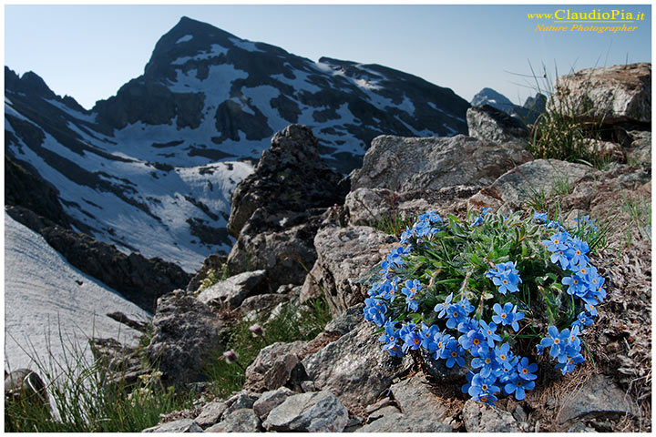 Eritrichium nanum, fiori alpini, fiori di montagna, alpine flowers, alpi marittime