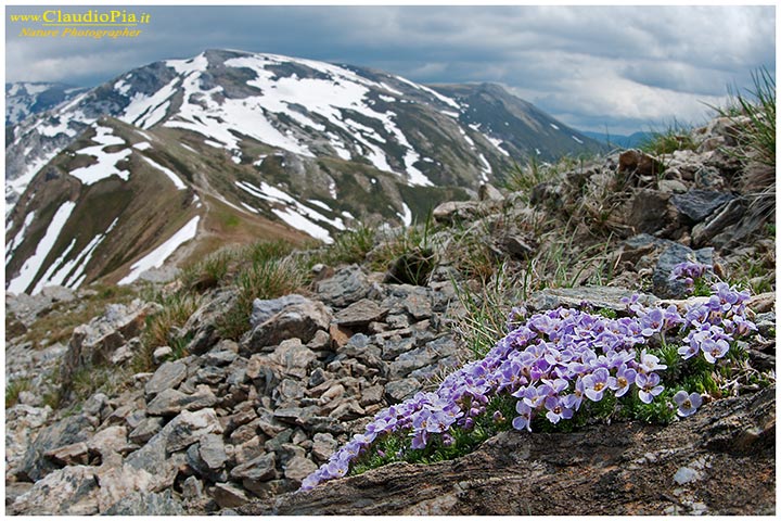 Petrocallis pyrenaica, Alpi Liguri, fiori alpini, fiori di montagna, alpine flowers