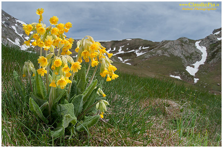 Primula veris, fiori alpini, fiori di montagna, alpine flowers, alpi liguri