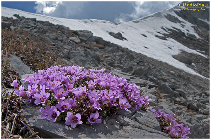 Saxifraga oppositifolia Alpi Liguri, fiori alpini, fiori di montagna, alpine flowers
