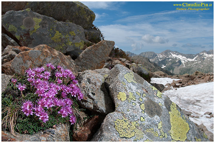 Saxifraga retusa, fiori alpini, fiori di montagna, alpine flowers, alpi marittime