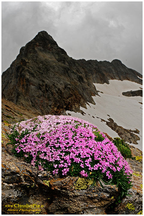 Silene acaulis, fiori alpini, fiori di montagna, alpine flowers