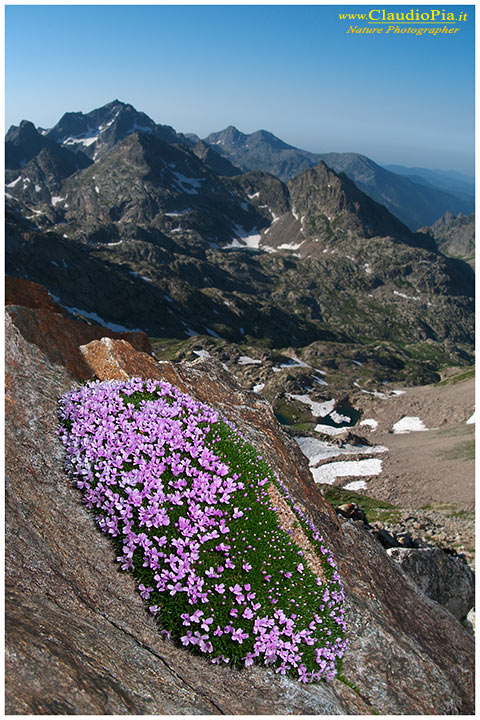 Silene acaulis, fiori alpini, fiori di montagna, alpine flowers, alpi marittime