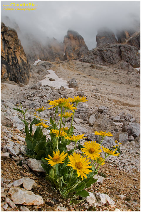 Doronicum grandiflorum, fiori di montagna, fioriture alpine, alpine flowers foto, pale san martino
