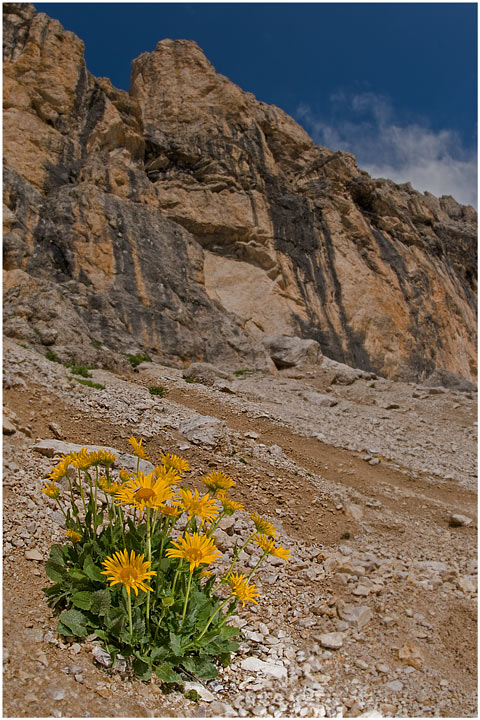 Doronicum grandiflorum, fiori di montagna, fioriture alpine, alpine flowers foto, dolomiti
