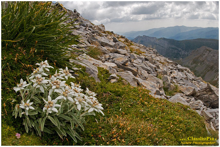 Leontopodium alpinum, fiori di montagna, fioriture alpine, alpine flowers foto, alpi liguri